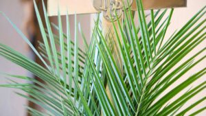 Holy Week and Paschal Triduum